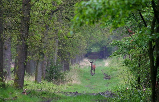 Home in the Dancing Forest - Foto 26