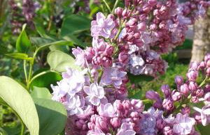 Appartamenti Casa Nina, lago,montagne, uliveti - Foto 16