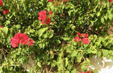 Finca RustiQ - Photo 19