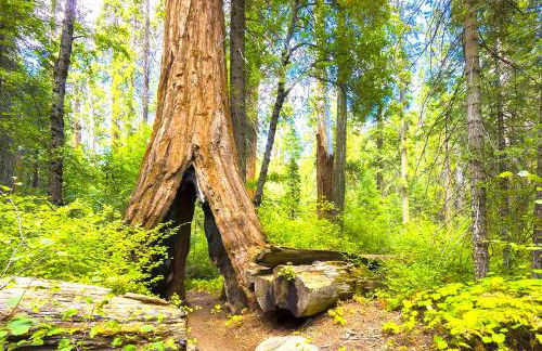 Sequoia Trails, mountains, fun & relax - Foto 50