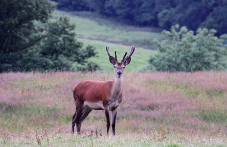 Hawkrigg Farm - Foto 31