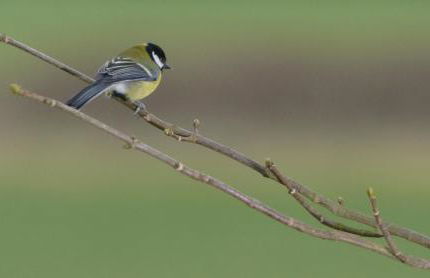 Woodpecker Lodge - Brook Meadow - sleeps 4 plus 2 - no pets - Foto 16