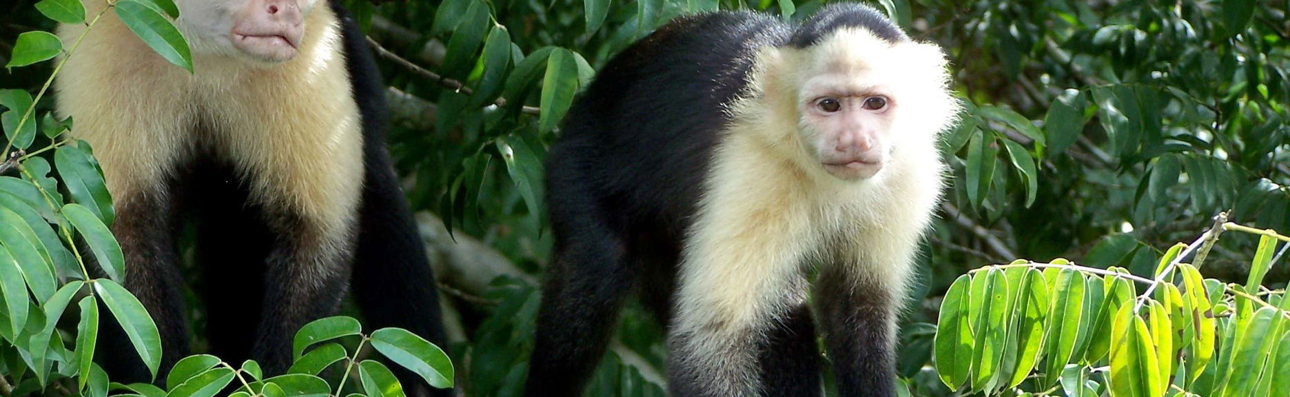 Balade en bateau sur le lac Gatun et à l'île aux singes