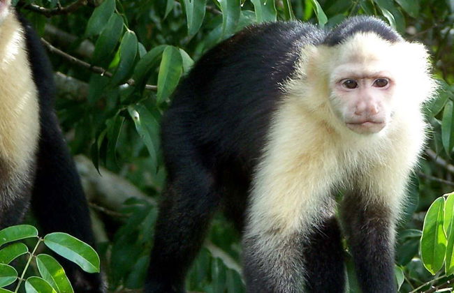 Excursión a Isla Monos y Gamboa Rainforest Resort - Foto 1
