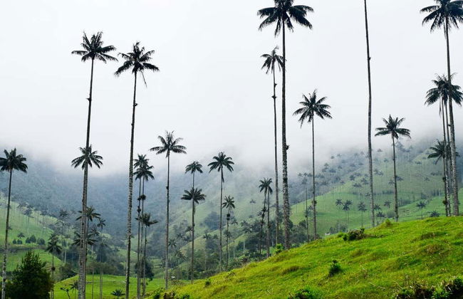 Escursione al santuario di palme da cera di Toche - Foto 7