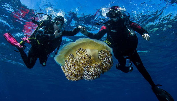 Beginner's Scuba Diving in Bosa - Photo 3, A couple scuba diving in Bosa