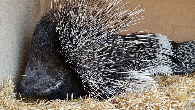 Le porc-épic à crête