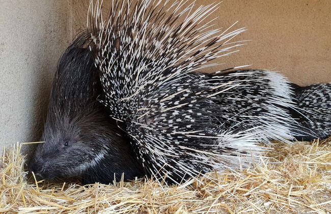 La Era de las Aves Zoo Ticket - Foto 5