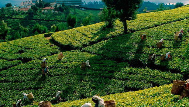 Découvrez Kandy - Excursion d'une Journée - Photo 3