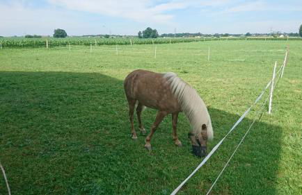Ferienhof Fenzl - Foto 51