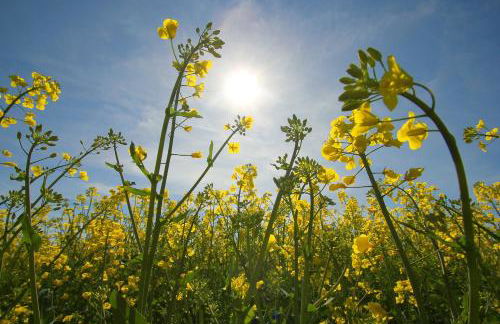nah am Meer, ruhige Lage, gratis Nutzung vom AHOI Erlebnisbad und Sauna in Sellin - Haus Büdnerstube FeWo 5 - Foto 30