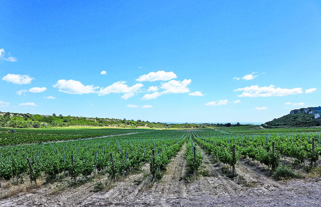 Les Vendanges - Foto 26