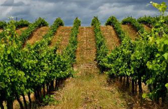 Herdade do Gamito - Foto 18