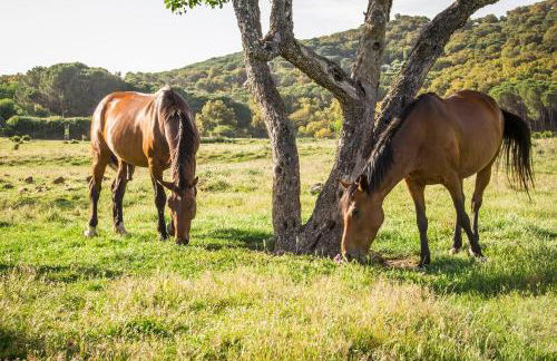 Tambor Del Llano - Foto 35