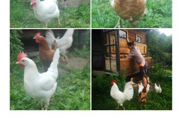 Osada Jelonki Wielka Puszcza - Foto 71