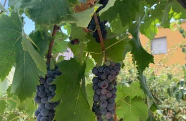 Casa dei Gigli relax and vacation among flowers and fruits - Foto 16