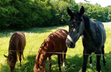 Gîte de la Noyelle à Sainghin en Mélantois - Foto 25