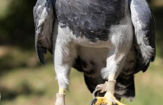 L'Aquila e L'Ulivo - Foto 36