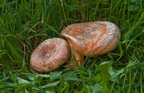 Agroturystyka Sominy - Foto 29