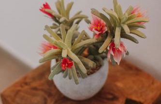 La Pardela Exclusive Apartamentos - Foto 28