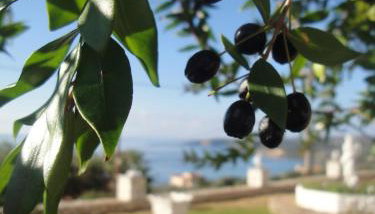 Ocean Front Studios 77 - Foto 3, Garden