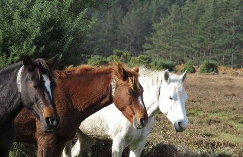 Perfect holiday Home from Home , three bedroom house for 5 guests - Foto 34