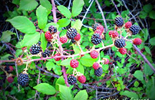 Casas Rurales Cortijos el Encinar - Foto 38