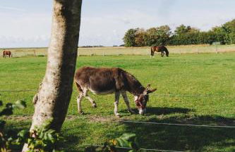 NORDSEE Bauernhof Familie Wulff FeWo "Südfall" - Foto 33