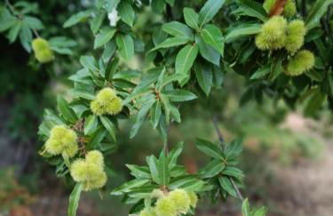 Apartamento Rural El Rinconcito - Foto 41