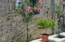 Namaste Family House - Photo 3