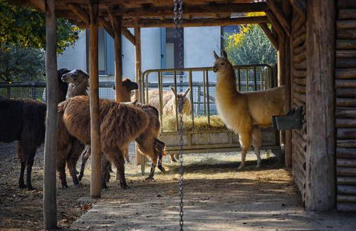 Agriturismo Corte Benetti - Foto 83