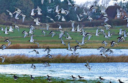 Semi-detached Houses, Oldsum auf Fohr - Foto 77