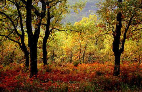 Apartamentos Rurales Los Vergeles - Foto 18