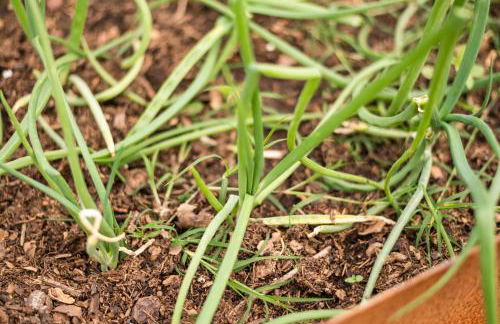 San Carlo a La Molinella - Photo 70