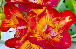 Allin home - Foto 39