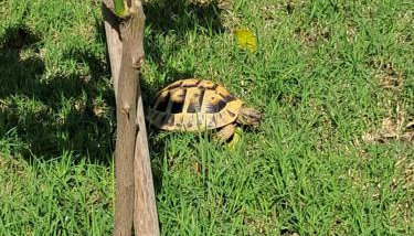 Villa Nicole - Photo 4