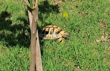 Villa Nicole - Photo 4