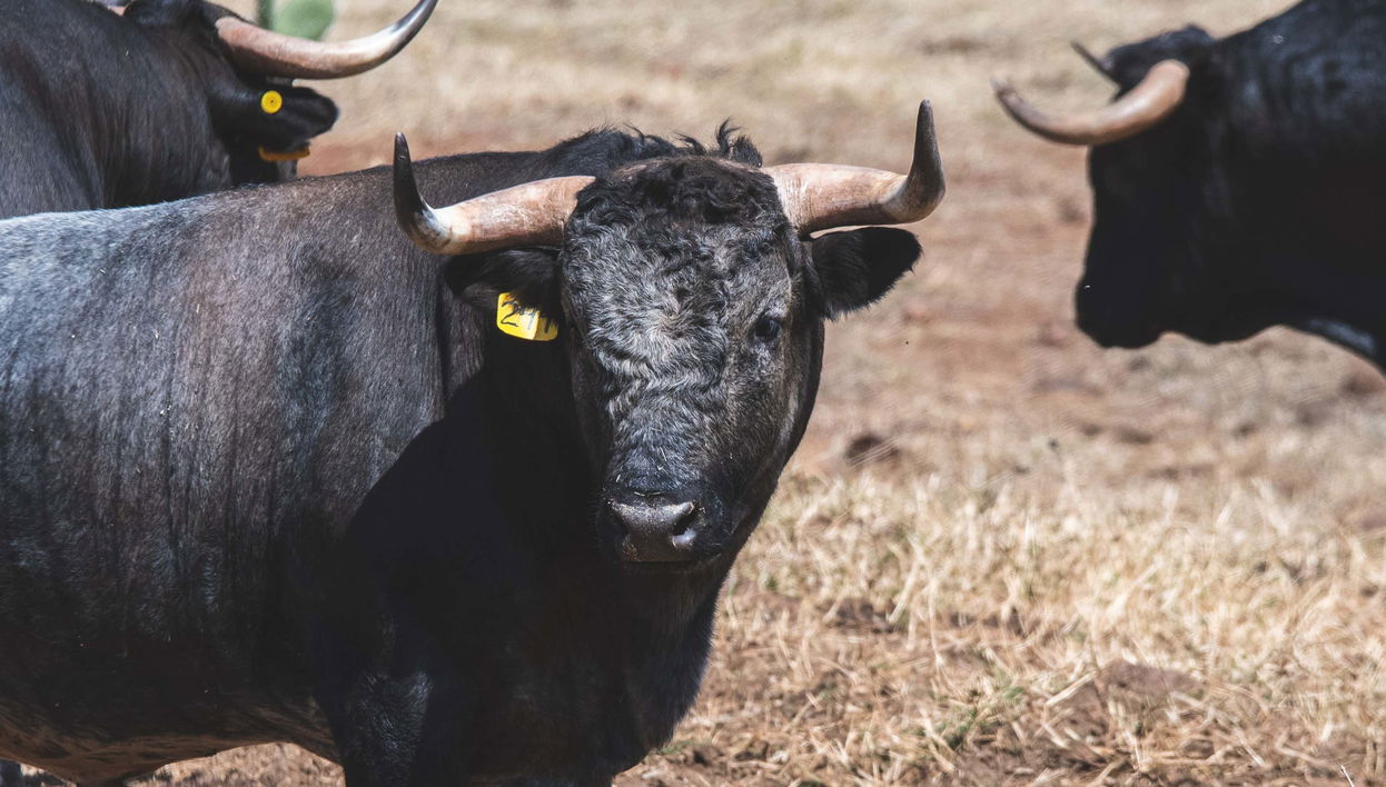 Tour por las haciendas de Tlaxcala