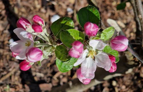 Wohnung Adlerhorst in Eversen-Heide - Foto 13