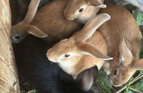 Cascina Burroni - Foto 37