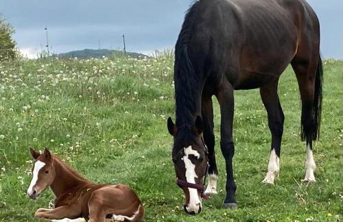 Ferienwohnung an der Reitanlage - Foto 15