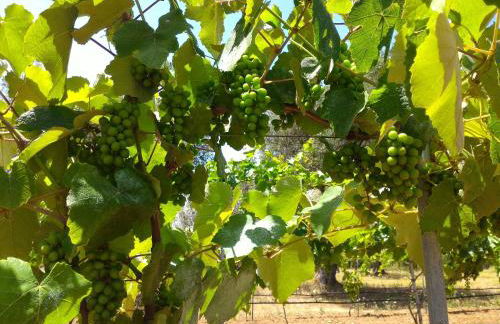 Masseria Vignenove - Foto 30