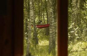 Biały Las Magiczna Stara Chata Puszcza Białowieska - Foto 42