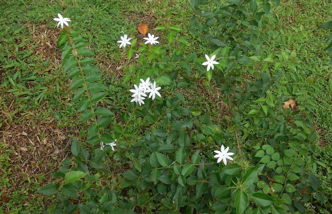 Coconut Treehouse - Foto 24