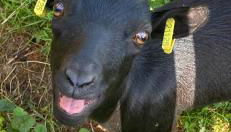 Maison de la forêt - Foto 2