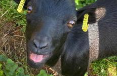 Maison de la forêt - Foto 2