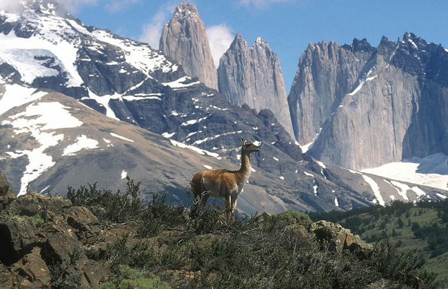 Parco Nazionale Torres del Paine - Escursione di un'intera giornata - Foto 2