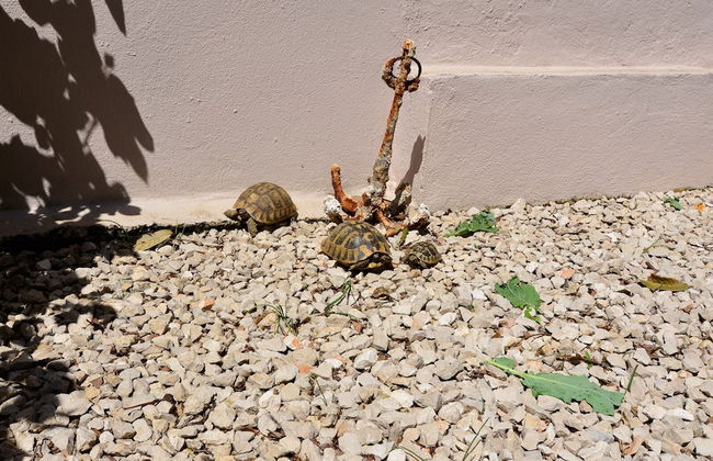 Apartments Marina - Photo 22