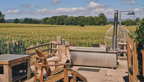 Curious Calf - Foto 2