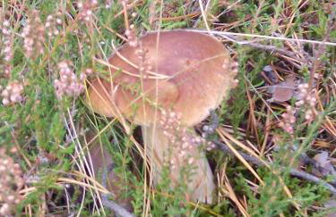 Dom Wakacyjny Quattro Niesulice - Foto 38